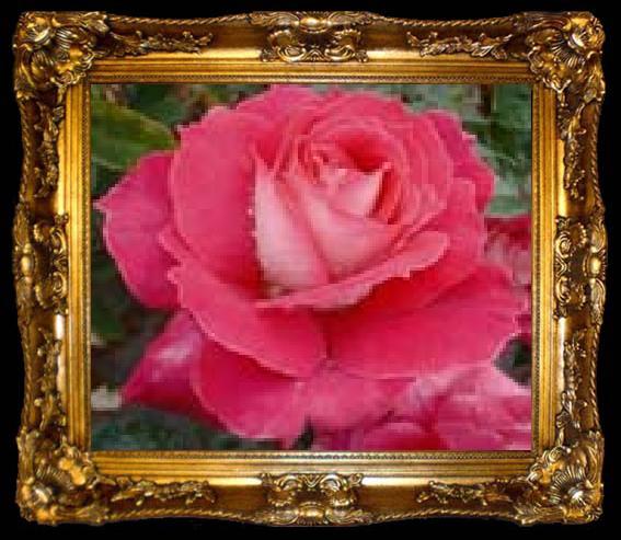 framed  unknow artist Realistic Red Rose, ta009-2